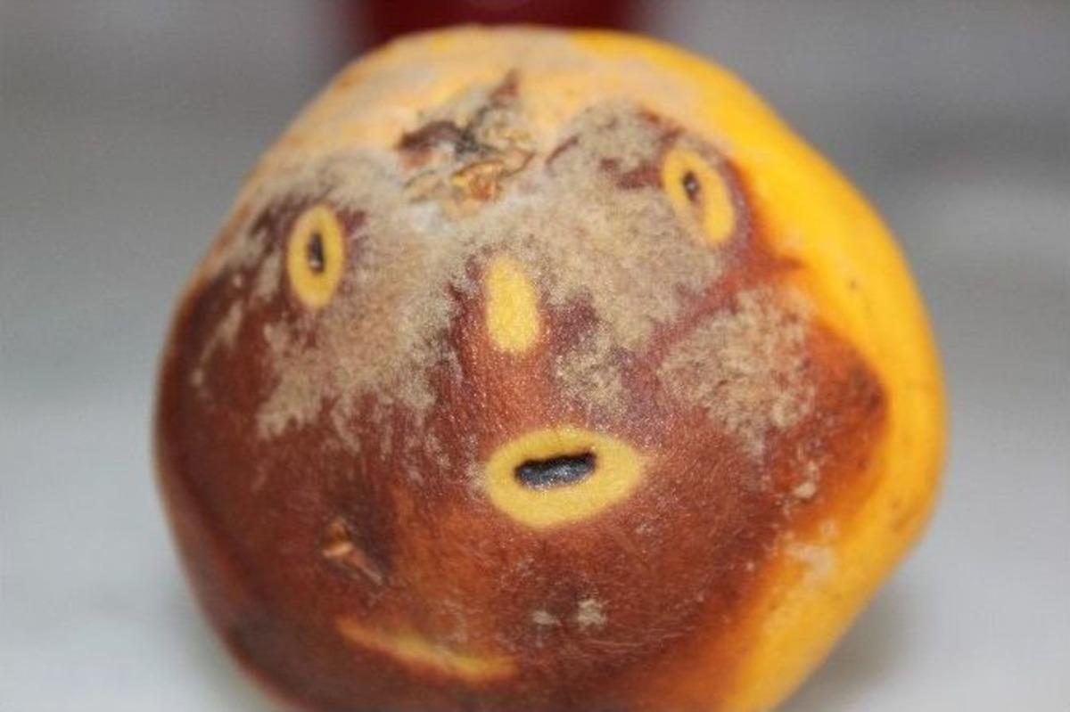 (&ouml;zel Haber) Ayvadaki İnsan Y&uuml;z&uuml; M&uuml; ?