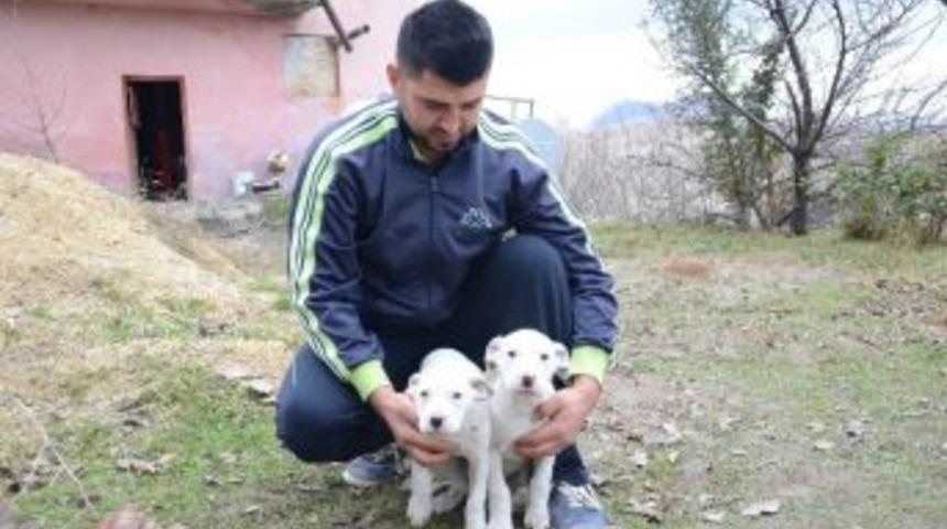 Yaban Domuzlarına Karşı K&ouml;pekli Tedbir