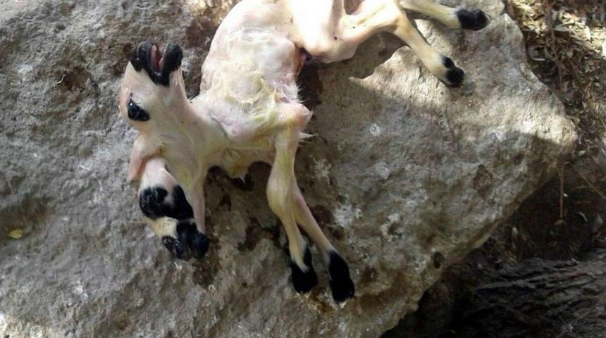 &Ccedil;ift Başlı Doğan Kuzu G&ouml;renleri Şaşırttı