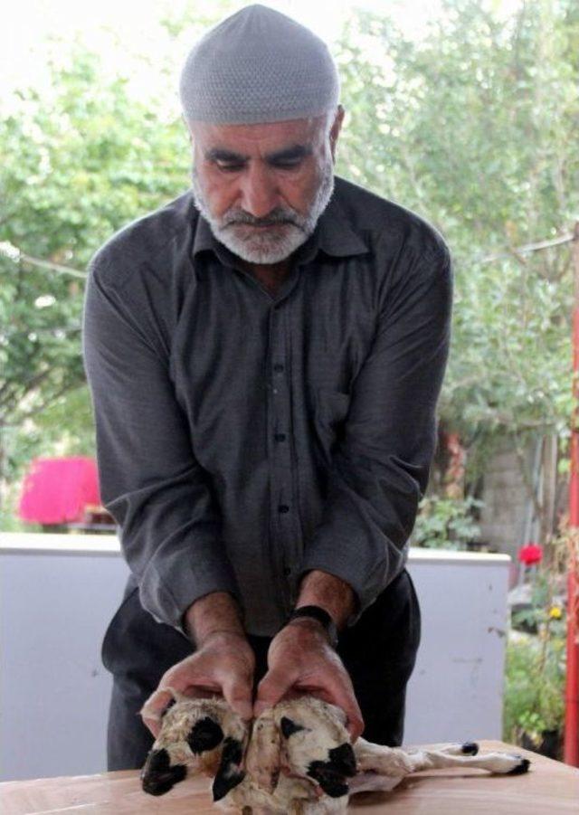 Çift Başlı Doğan Kuzu Görenleri Şaşırttı 1