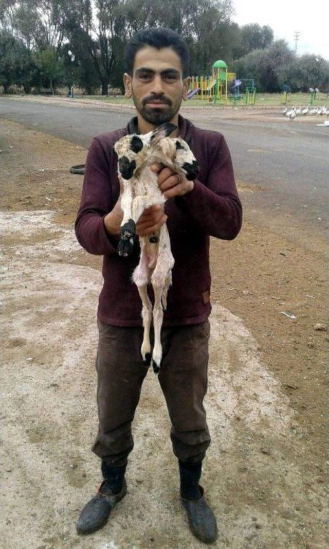 Çift Başlı Doğan Kuzu Görenleri Şaşırttı 2