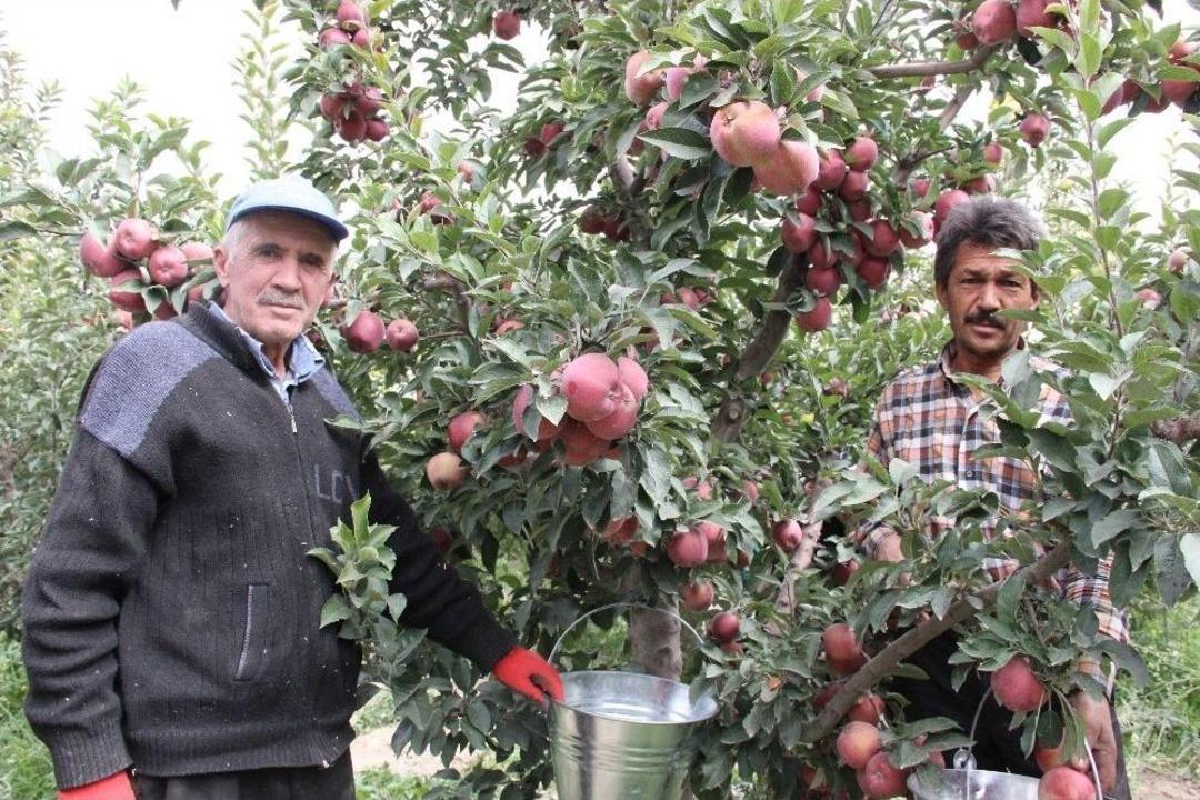 Karaman&rsquo;da Hasadı Başlayan Elma Y&uuml;z G&uuml;ld&uuml;r&uuml;yor