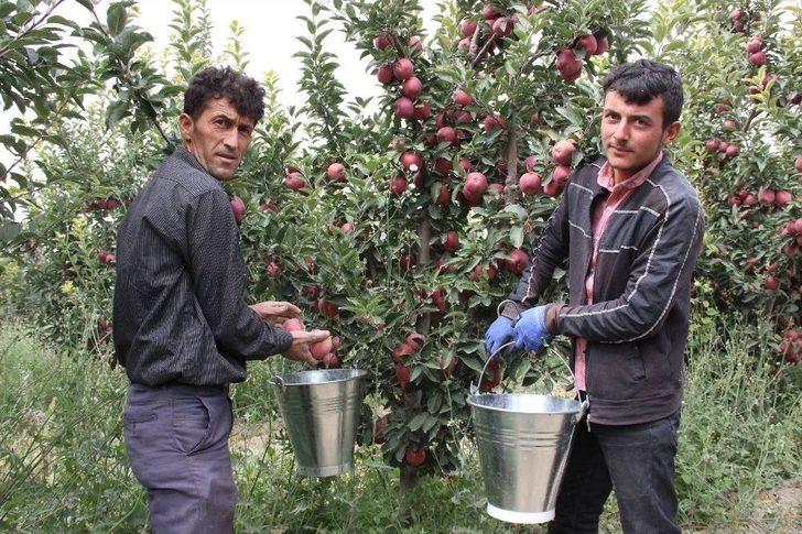 Karaman’da Hasadı Başlayan Elma Yüz Güldürüyor G2