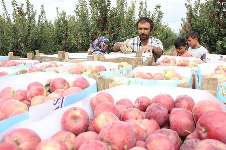 Karaman’da Hasadı Başlayan Elma Yüz Güldürüyor G3