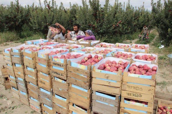 Karaman’da Hasadı Başlayan Elma Yüz Güldürüyor G5