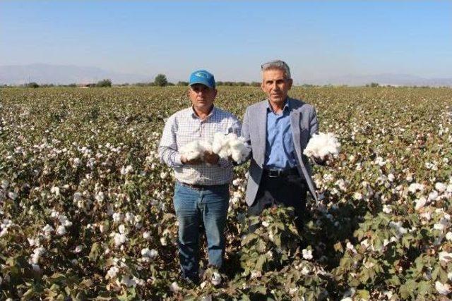 Manisalı Üreticiler 'beyaz Altın'a Yöneldi