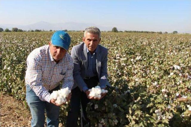 Manisalı Üreticiler 'beyaz Altın'a Yöneldi