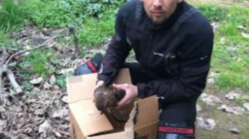 Yaralı Atmacaya Vatandaş Şefkati