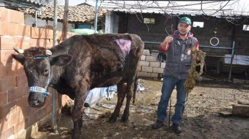 Gebe Ineğin Karnından, 2 Metrelik Urgan Ile &Ccedil;ivi &Ccedil;ıktı