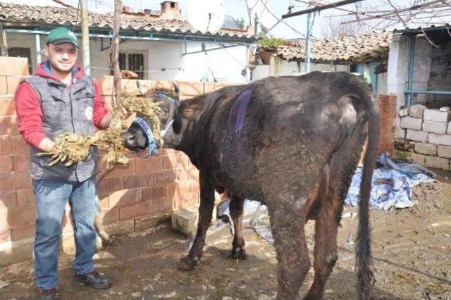 Gebe Ineğin Karnından, 2 Metrelik Urgan Ile Çivi Çıktı