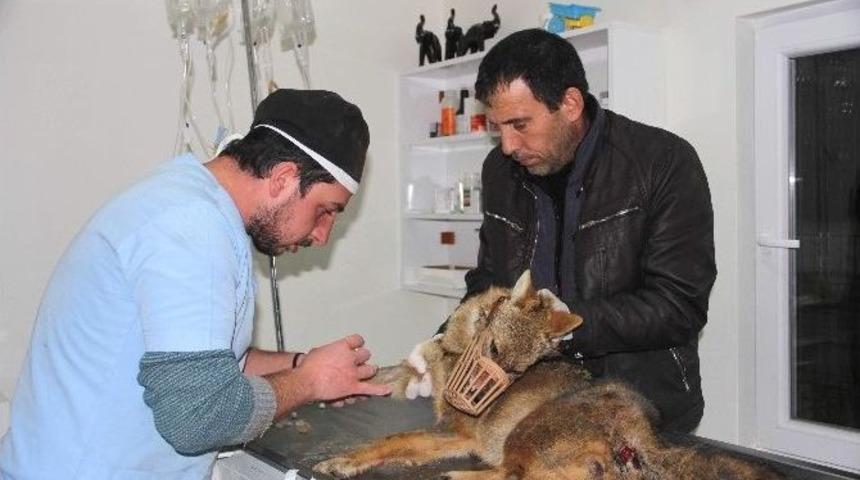Aracın &Ccedil;arptığı Yavru Kurt, Tedavi Altına Alındı
