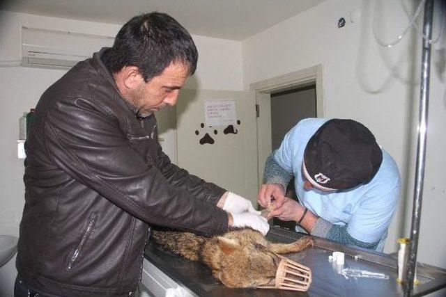 Aracın Çarptığı Yavru Kurt, Tedavi Altına Alındı 1