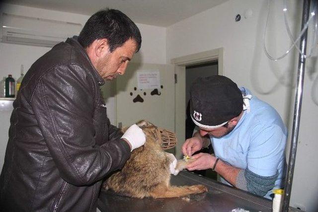 Aracın Çarptığı Yavru Kurt, Tedavi Altına Alındı 2