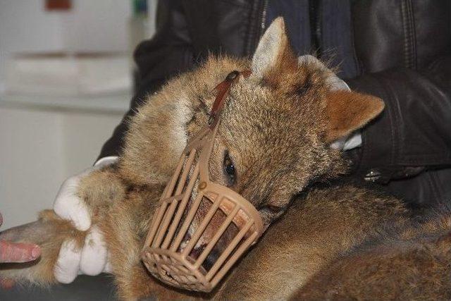 Aracın Çarptığı Yavru Kurt, Tedavi Altına Alındı 3