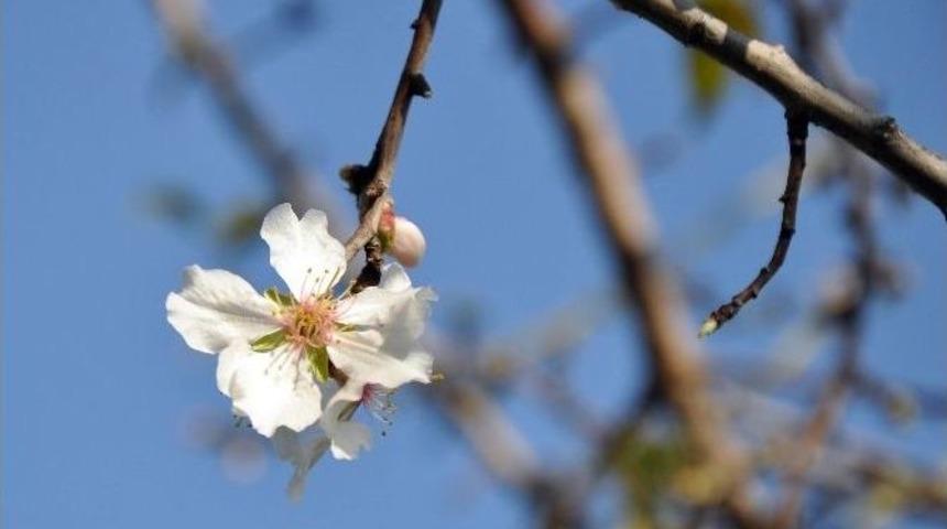 Mersin&rsquo;de Badem Ağa&ccedil;ları &Ccedil;i&ccedil;ek A&ccedil;tı