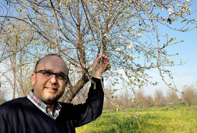 Mersin’de Badem Ağaçları Çiçek Açtı