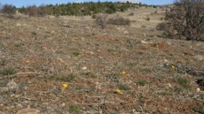Yozgat&rsquo;ta Baharın M&uuml;jdecisi &Ccedil;iğdemler &Ccedil;i&ccedil;ekleri A&ccedil;tı