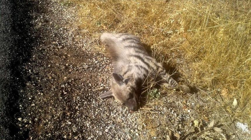 &Ccedil;izgili Sırtlan &Ouml;l&uuml; Bulundu