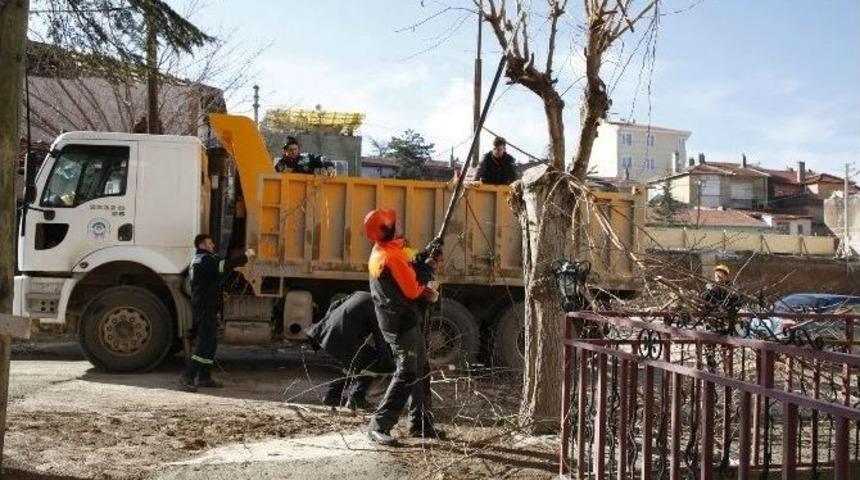 Odunpazarı&rsquo;nda Ağa&ccedil; Budama Ve Bakım &Ccedil;alışması