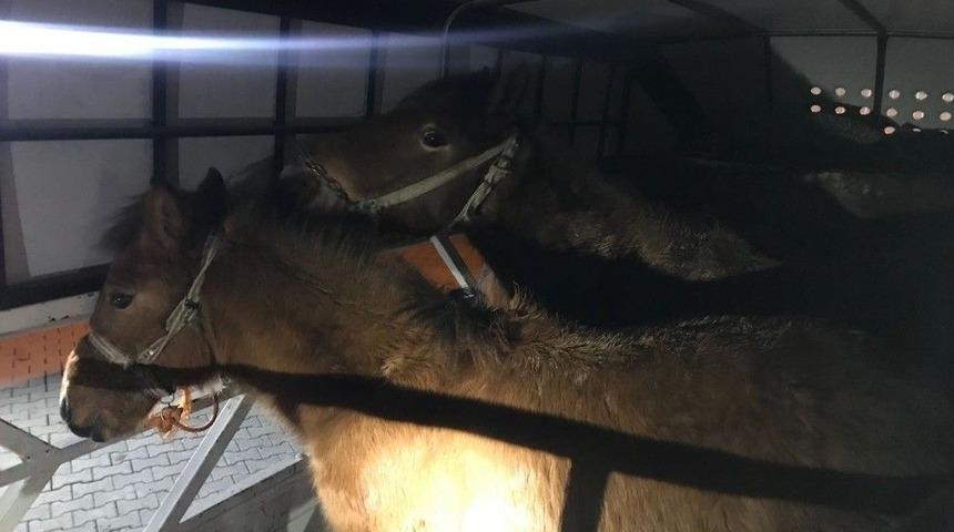 Kahramanmaraş&rsquo;ta Ka&ccedil;ak At Kesimi Ş&uuml;phesiyle Durdurulan Kamyonda, 6 Ata El Konuldu.