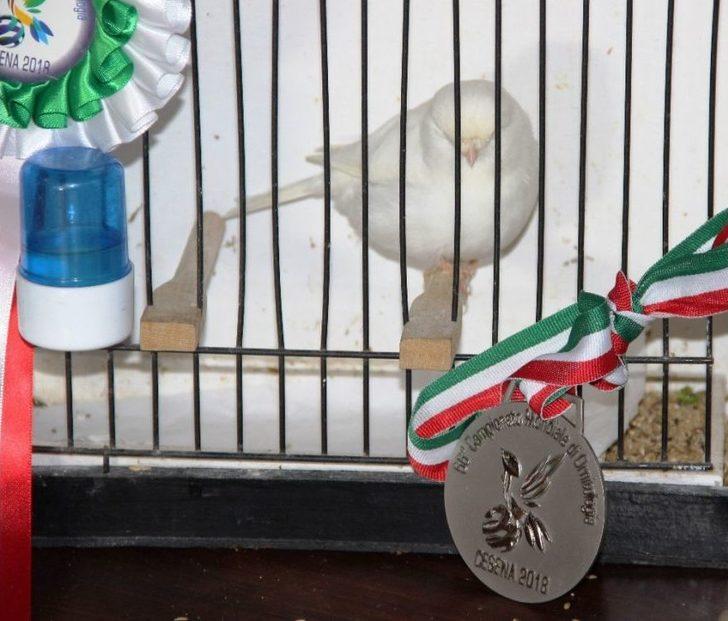 Beyaz Kanarya Türkiye’nin Gurur Oldu G2