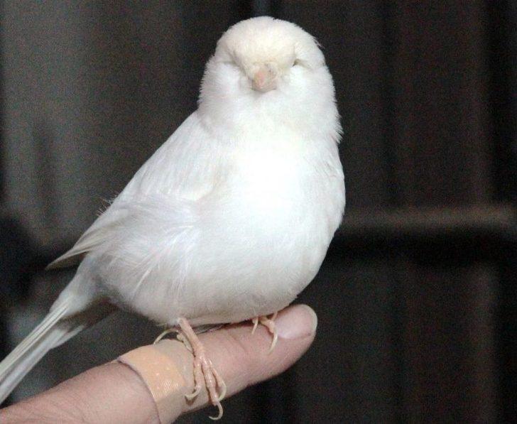 Beyaz Kanarya Türkiye’nin Gurur Oldu G5