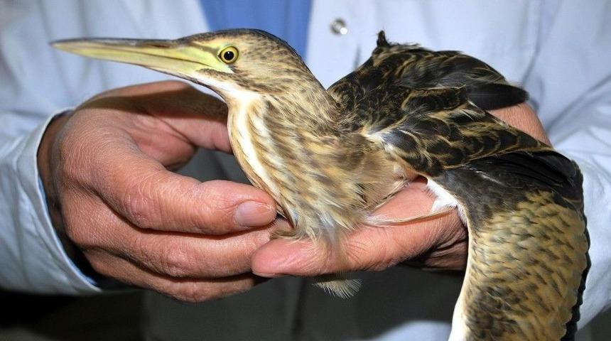 Yaralı Balaban Kuşu Tedavi Altına Alındı