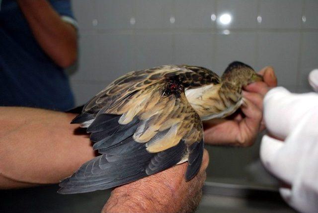 Yaralı Balaban Kuşu Tedavi Altına Alındı 1