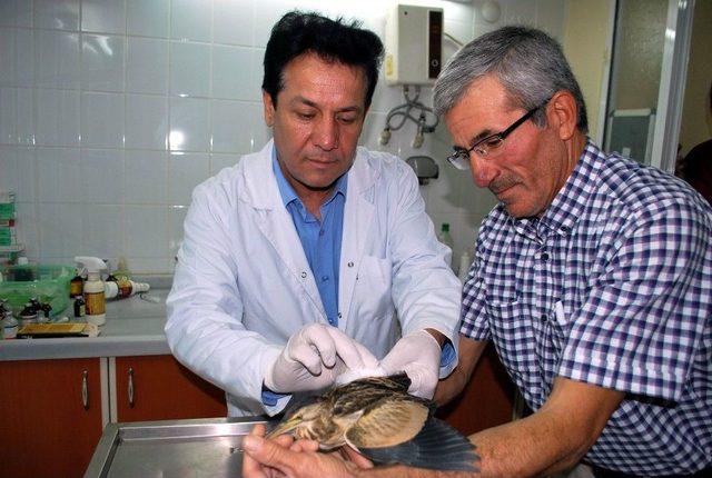 Yaralı Balaban Kuşu Tedavi Altına Alındı 2