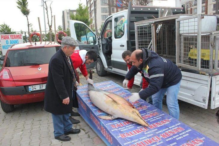 (özel) Beylikdüzü’nde Karaya Ölü Yunus Balığı Vurdu G1