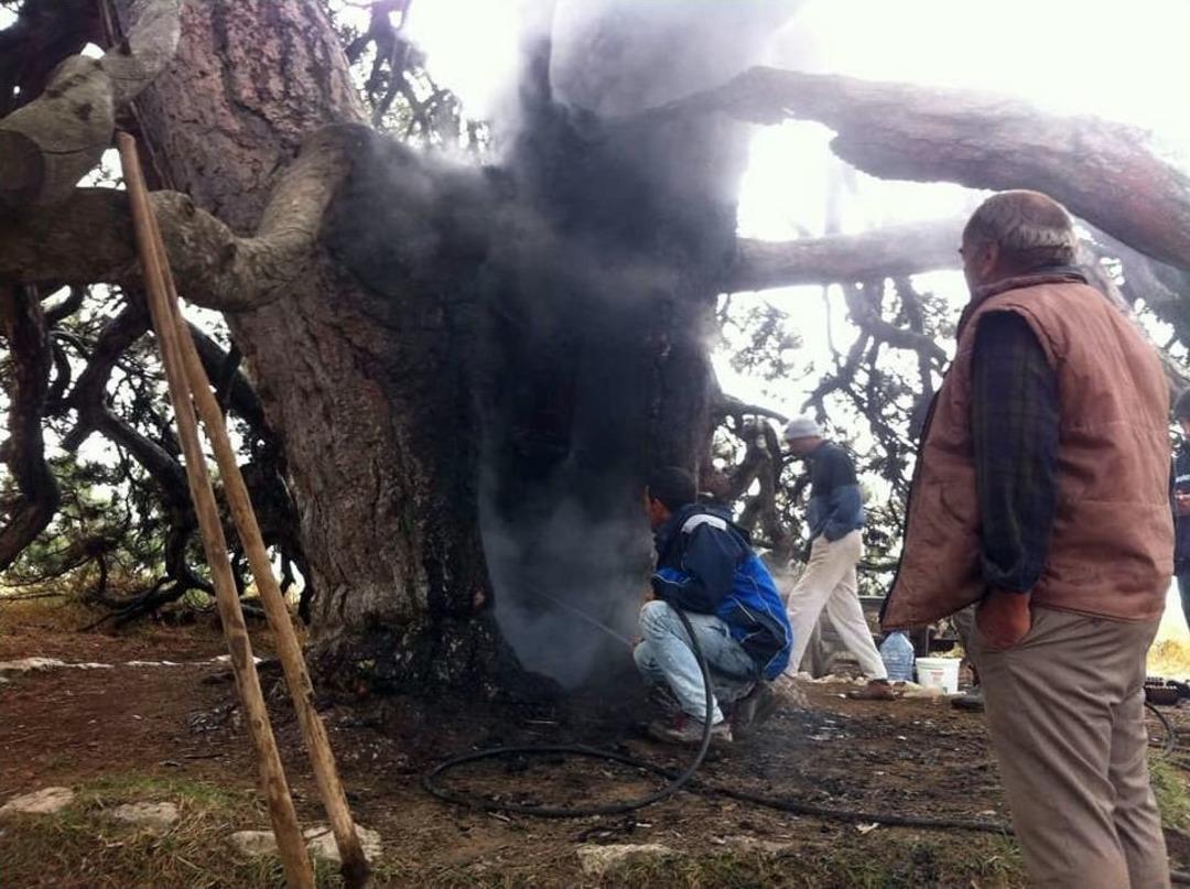 Dilek Dilemek İ&ccedil;in Yaktığı Mum 700 Yıllık &Ccedil;am Ağacını Yaktı
