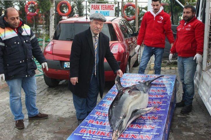 (özel) Beylikdüzü’nde Karaya Ölü Yunus Balığı Vurdu G2