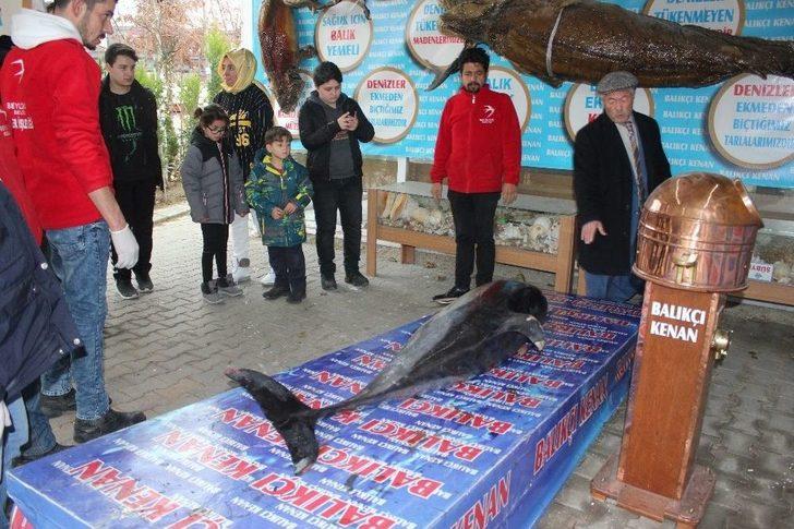 (özel) Beylikdüzü’nde Karaya Ölü Yunus Balığı Vurdu G3