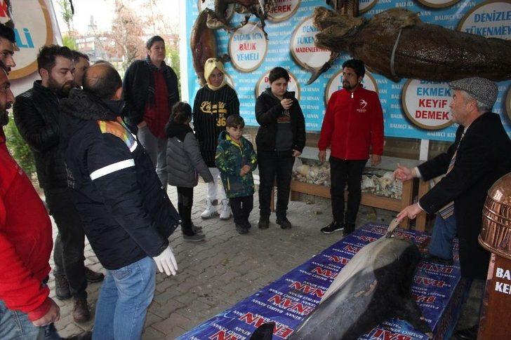 (özel) Beylikdüzü’nde Karaya Ölü Yunus Balığı Vurdu G4