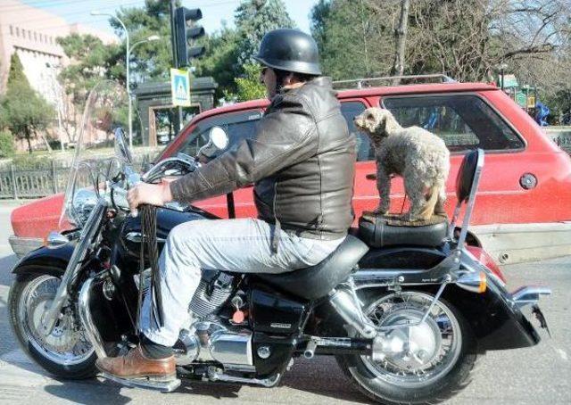 Motosikletli Ve K&ouml;peği 1