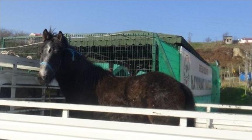 Hayvanseverden Örnek Davranış