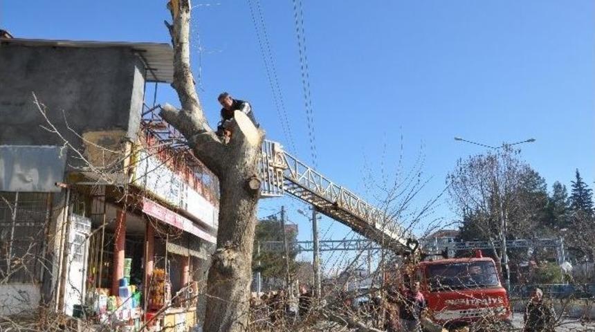 G&ouml;lbaşı Belediyesi İl&ccedil;edeki Ağa&ccedil;ları Buduyor
