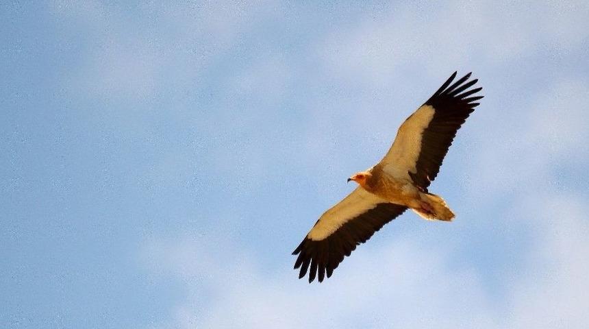 Karaman&rsquo;ın K&uuml;&ccedil;&uuml;k Akbabası