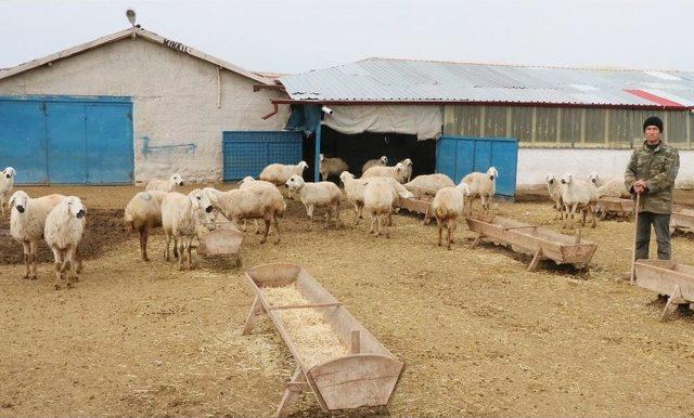 (özel Haber) Yerli Çoban Sıkıntısı Afganlılara İstihdam Sağladı