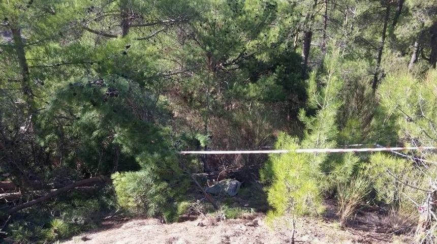 Kestiği Ağacın Altında Can Verdi