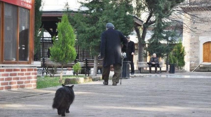 Her G&uuml;n 91&rsquo;lik Dedeyle Camiye Giden Sokak Kedisi Şaşırttı