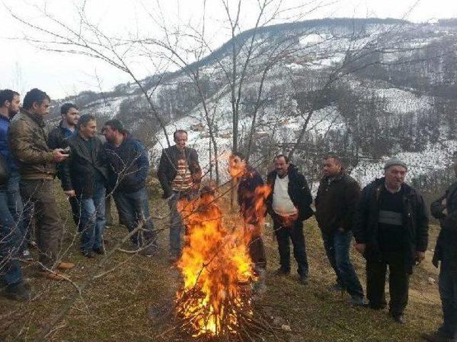 Ordu da Mermer Ocağı I&ccedil;in Ağa&ccedil; Kesimine Tepki 1