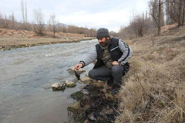 Oltu &Ccedil;ayına Zehir Boşalttılar 1