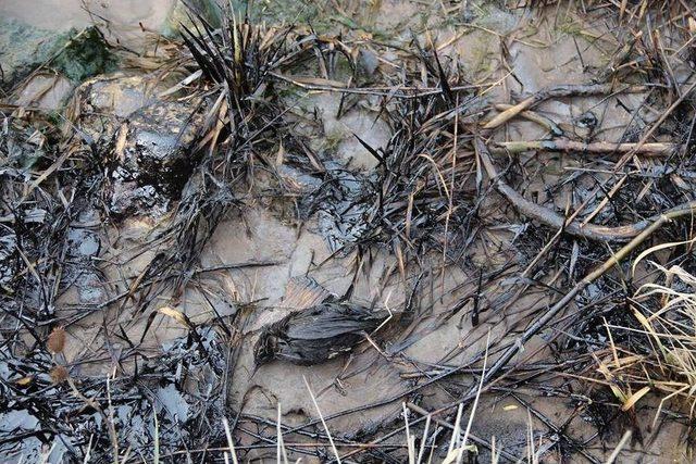 Oltu &Ccedil;ayına Zehir Boşalttılar 2