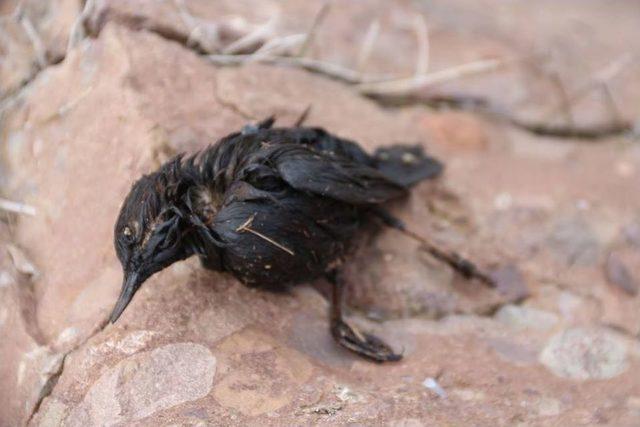 Oltu &Ccedil;ayına Zehir Boşalttılar 3