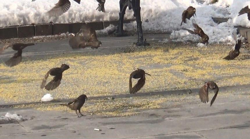 Ağrılı Esnaftan A&ccedil; Kalan Kuşlara Şefkat Eli