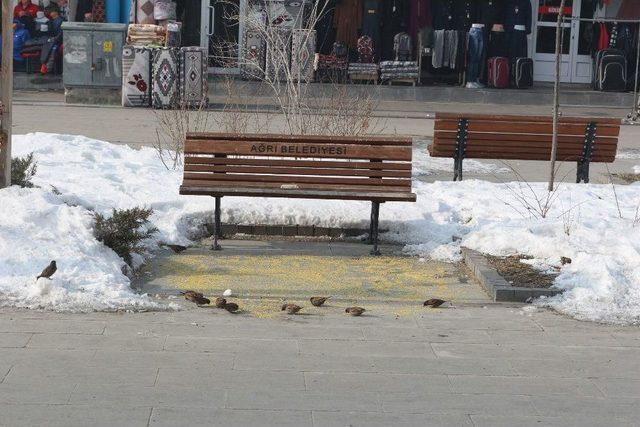 Ağrılı Esnaftan A&ccedil; Kalan Kuşlara Şefkat Eli 2