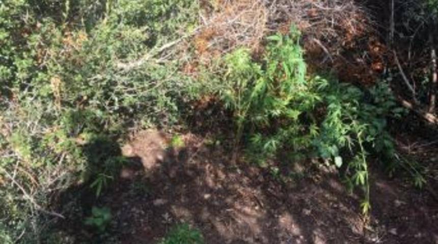 Ormanlık Alanda Kenevir Ele Ge&ccedil;irildi