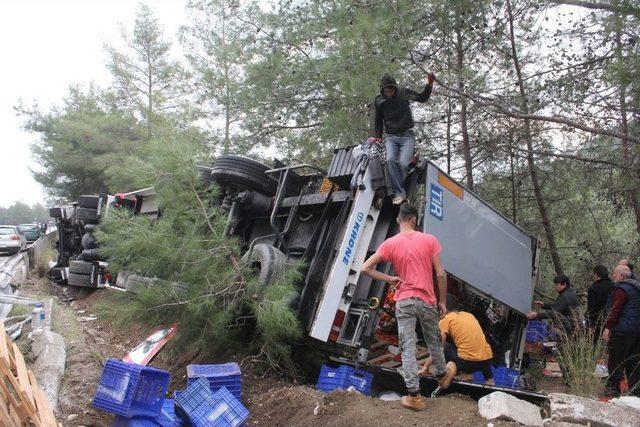 Antalya’da Önüne Domuz Sürüsü Çıkan Tır Devrildi