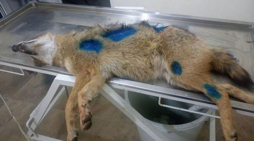 Otomobilin &Ccedil;arptığı Tilki Tedavi Edildi